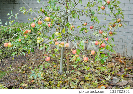 A dwarf tree covered with ripe apples A dwarf tree covered with ripe apples 133782891
