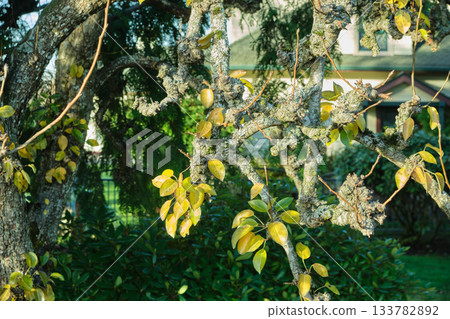 A tree with bumpy branches and young shoots 133782892