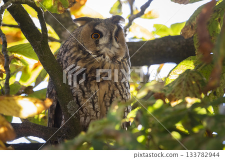 Long-eared owl resting in a European horse chestnut tree in Baarn, Netherlands 133782944