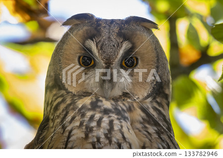 Long-eared owl resting among European horse chestnut branches in Baarn, Netherlands Long-eared owl resting among European horse chestnut branches in Baarn, Netherlands 133782946