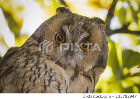 Long-eared owl perches in a horse chestnut tree in Baarn, Netherlands during the day 133782947