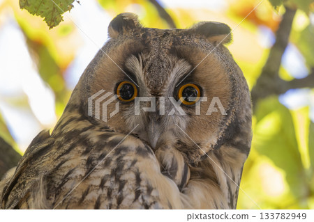 Long-eared owl perched in a horse chestnut tree at Brink in Baarn, Netherlands showcasing its striking features and keen eyes 133782949