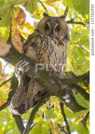 Long-eared owl resting in a European horse chestnut tree in Baarn, Netherlands Long-eared owl resting in a European horse chestnut tree in Baarn, Netherlands 133782950