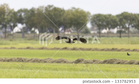 Western marsh harrier soaring over Eempolder fields in Eemnes, Netherlands on a clear day 133782953