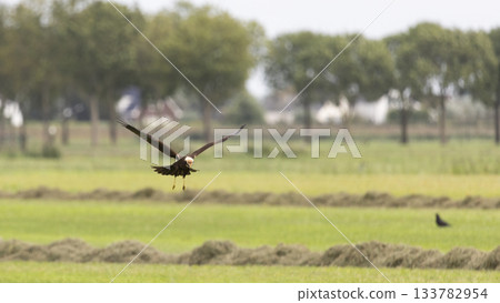 Western marsh harrier soaring over green fields in Eempolder, Eemnes, Netherlands during daylight 133782954