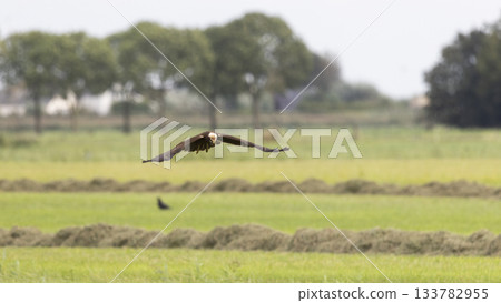 Western marsh harrier gliding over fields in Eempolder, Eemnes, the Netherlands during a calm afternoon 133782955