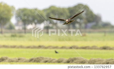 Western marsh harrier in flight over Eempolder in Eemnes, Netherlands during a sunny day Western marsh harrier in flight over Eempolder in Eemnes, Netherlands during a sunny day 133782957