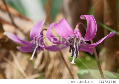 Dogtooth violet flowers blooming in a spring garden 133783140