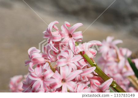 Pink hyacinths blooming in the spring garden Pink hyacinths blooming in the spring garden 133783149