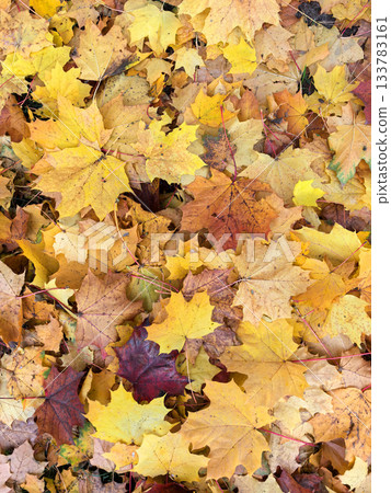 Autumn leaves blanket a forest floor in vibrant colors and textures Autumn leaves blanket a forest floor in vibrant colors and textures 133783161