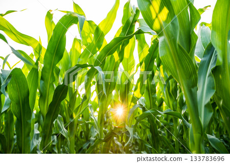 Green corn field with sunlight shining through leaves in bright summer morning Green corn field with sunlight shining through leaves in bright summer morning 133783696