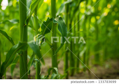 Close up of corn stalks and green leaves with shallow depth of field in summer sunlight Close up of corn stalks and green leaves with shallow depth of field in summer sunlight 133783699