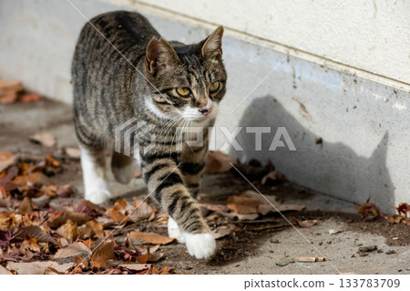 Pheasant-white cat 133783709