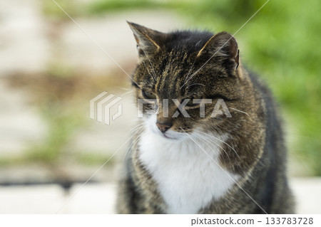 Close-up portrait of domestic cat outdoors with soft natural light and green blurred background Close-up portrait of domestic cat outdoors with soft natural light and green blurred background 133783728