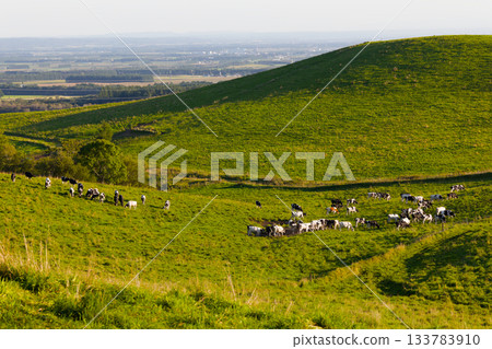 Cattle grazing on the Naitai Plateau Cattle grazing on the Naitai Plateau 133783910