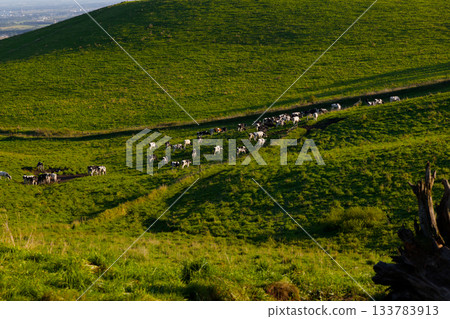 Cattle grazing on the Naitai Plateau Cattle grazing on the Naitai Plateau 133783913