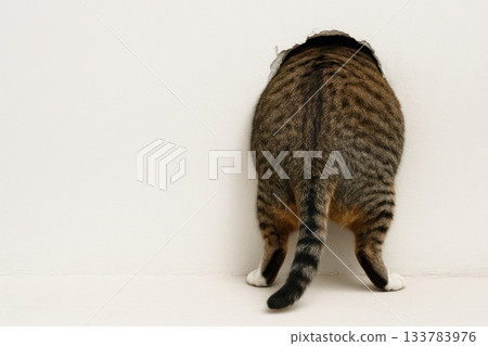 The cat crawls into a hole in the wall. Space for text. The cat crawls into a hole in the wall. Space for text. 133783976