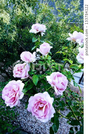 blue Moon blue Moon 133784122