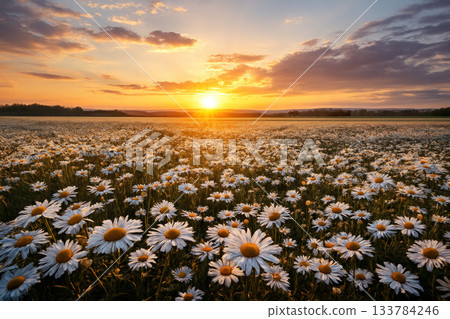 A field of daisies at sunset. A field of daisies at sunset. 133784246