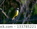 Great kiskadee perched on a branch , in Mar Chiquita lagoon , Buenos  Aires province , Argentina 133785221