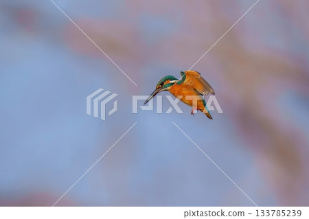Adult kingfisher hovering in search of prey Adult kingfisher hovering in search of prey 133785239