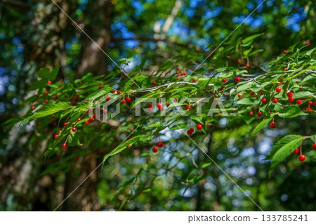 Bright red berries of the Japanese anemone glittering in the sunlight seen on Mt. Odaigahara 133785241