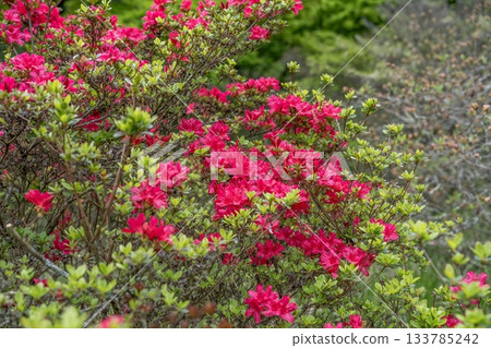 A bright red azalea flower blooming quietly in full bloom 133785242