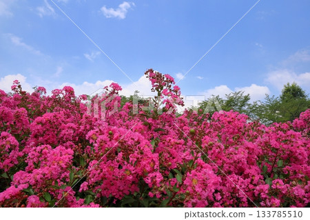 Summer park: Crape myrtle flowers Summer park: Crape myrtle flowers 133785510