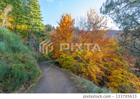 Sao Lourenco Woods in Autumn. Beech Forest and Path Sao Lourenco Woods in Autumn. Beech Forest and Path 133785613