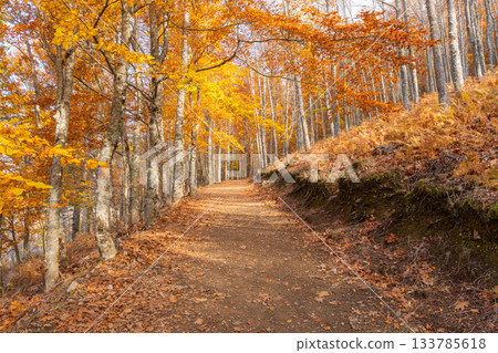 Sao Lourenco Woods in Autumn. Beech Forest and Path. Serra da Estrela, Portugal 133785618