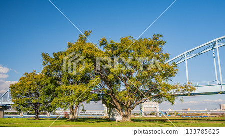 大阪市淀川公園長良地區的樹木 大阪市淀川公園長良地區的樹木 133785625