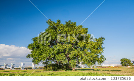 大阪市淀川公園長良地區的樹木 大阪市淀川公園長良地區的樹木 133785626
