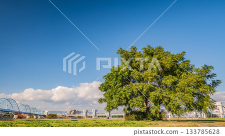 大阪市淀川公園長良地區的樹木 133785628
