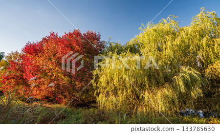 Yodogawa River Park Akagawa District Wando Forest - Colorful Trees, Osaka City 133785630