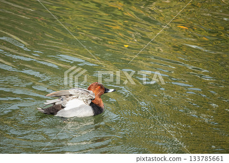 一隻雄性紅頭潛鴨在琵琶湖水道中游泳 133785661