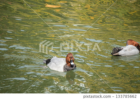 A male Common Pochard swimming in the Lake Biwa Canal A male Common Pochard swimming in the Lake Biwa Canal 133785662