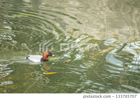 一隻雄性紅頭潛鴨在京都市琵琶湖運河中游泳 一隻雄性紅頭潛鴨在京都市琵琶湖運河中游泳 133785707