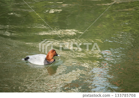 一隻雄性紅頭潛鴨在琵琶湖水道中游泳 133785708