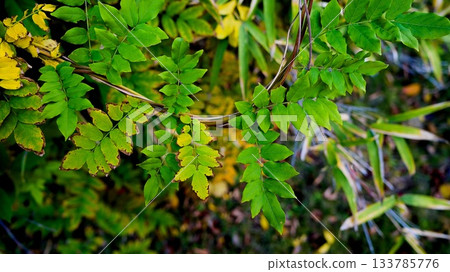 秋天的風景 133785776