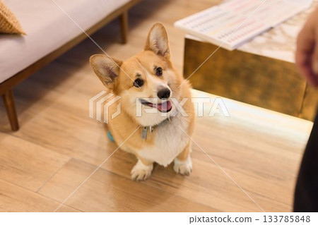 content and cheerful dog sitting peacefully on cozy wooden floor inside comfortable home environment content and cheerful dog sitting peacefully on cozy wooden floor inside comfortable home environment 133785848