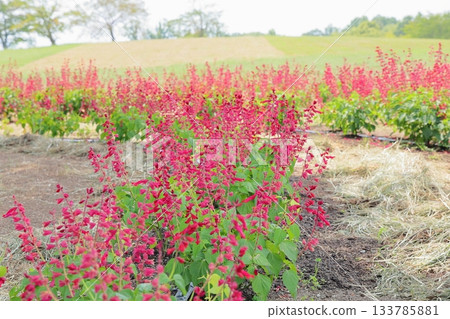 夏日公園裡的鼠尾草花 133785881