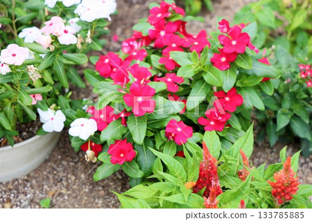 可愛的馬達加斯加長春花 133785885