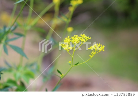 秋七草,大江之花 秋七草,大江之花 133785889
