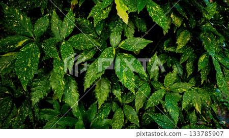 青木背景資料 133785907