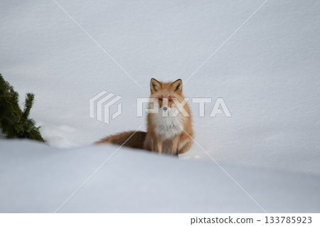 北極狐坐在雪地上 133785923