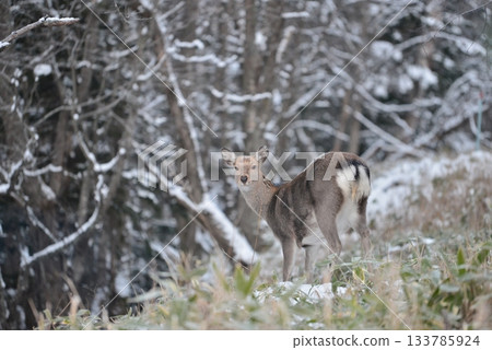 雪地裡行走的蝦夷鹿 133785924
