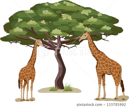 Acacia tree and giraffe Acacia tree and giraffe 133785992