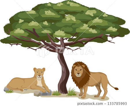 Acacia tree and lion 133785993