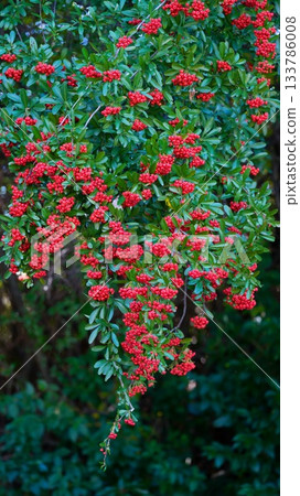 火棘 火棘 133786008