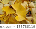 落葉上的銀杏葉 133786119